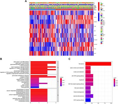 Identification and Validation of Prognostic Model for Pancreatic Ductal Adenocarcinoma Based on Necroptosis-Related Genes